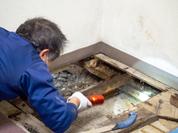 Best Water Damage Restoration  in Stanwood, WA