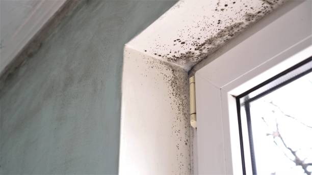 Best Office Mold Removal Services  in Stanwood, WA