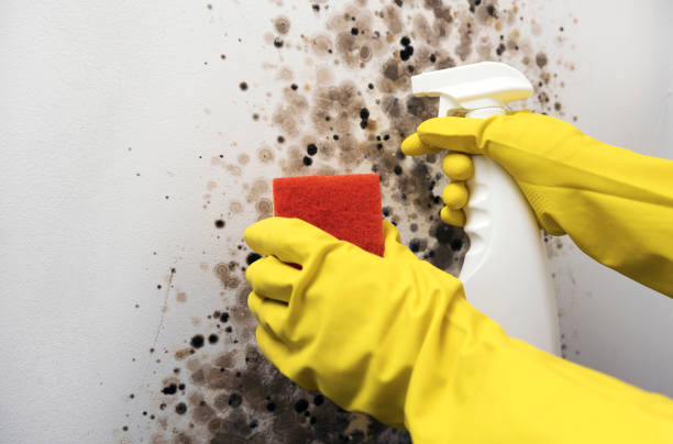 Crawl Space Mold Removal in Stanwood, WA